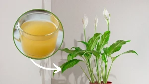 Poznaj przepis na domową odżywkę, która pobudzi skrzydłokwiat do wzrostu i kwitnienia.