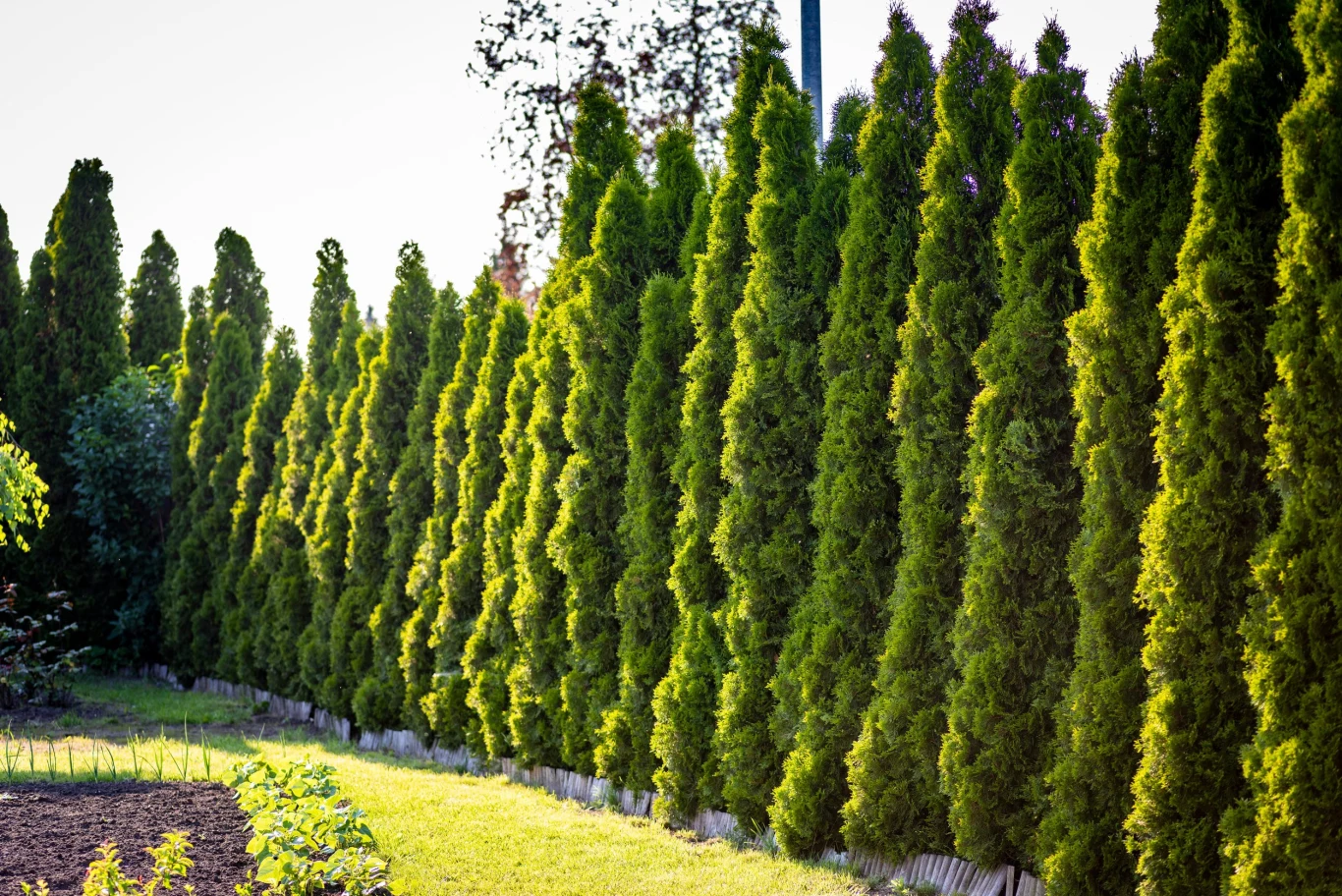 Tuje przycina się od końca marca do sierpnia – 2-3 razy w ciągu sezonu