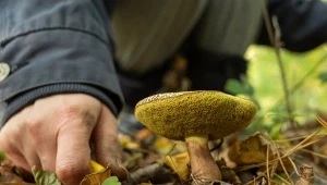 W połowie lata rozpoczyna się intensywny sezon grzybowy./ East News