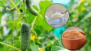 Oprócz podlewania, w czasie upałów ogórki i pomidory warto wspomóc odżywką.