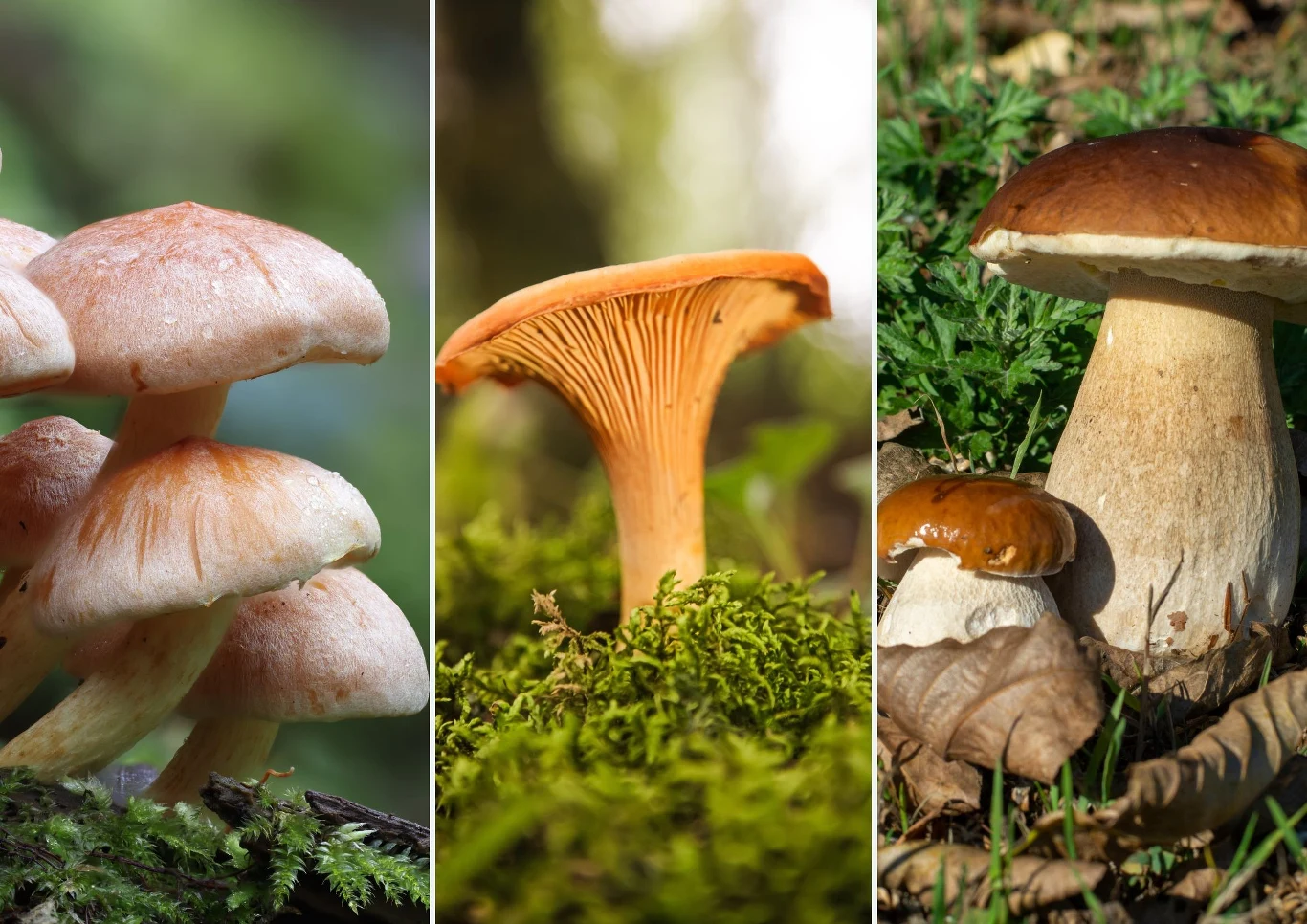 Te grzyby znajdziemy w polskich lasach.