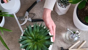 Jak uprawiać sukulenty w domu? Poznaj odmiany, które uwielbiają wysokie temperatury