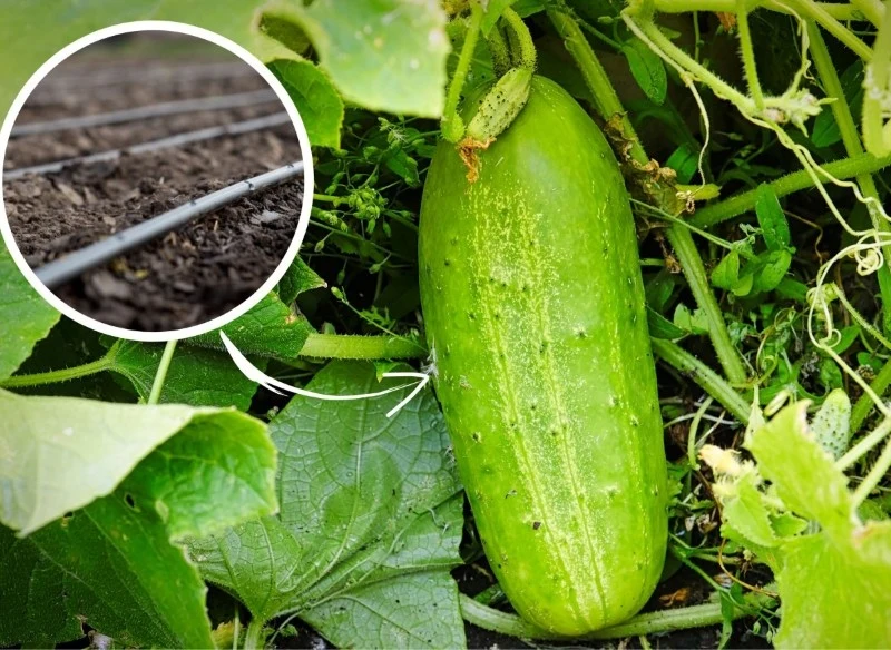 Poznaj zasady podlewania ogórków