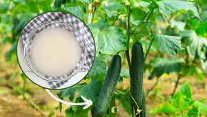 Poznaj koreańską metodę uprawy ogórków, dzięki której plony będą obfite i zdrowe.