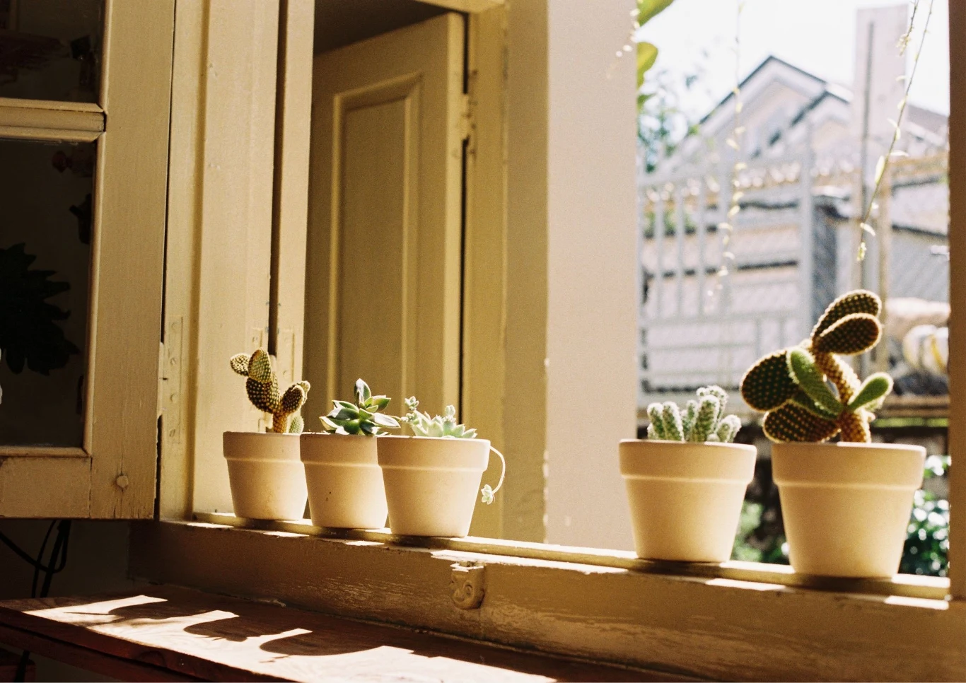 Wśród sukulentów znajduje się wiele gatunków do wyboru.