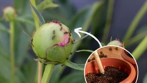 Mrówki mogą spore szkody w ogrodzie.