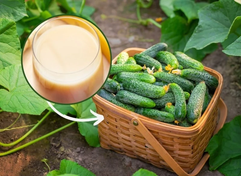 Podpowiadamy, jak przygotować organiczny suplement do ogórków