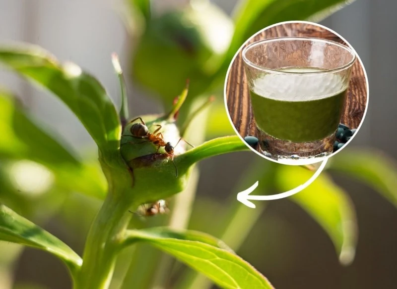 Przygotuj domową mieszankę, a skutecznie zwalczysz mrówki w ogrodzie na długi czas