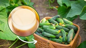 Podpowiadamy, jak przygotować organiczny suplement do ogórków.