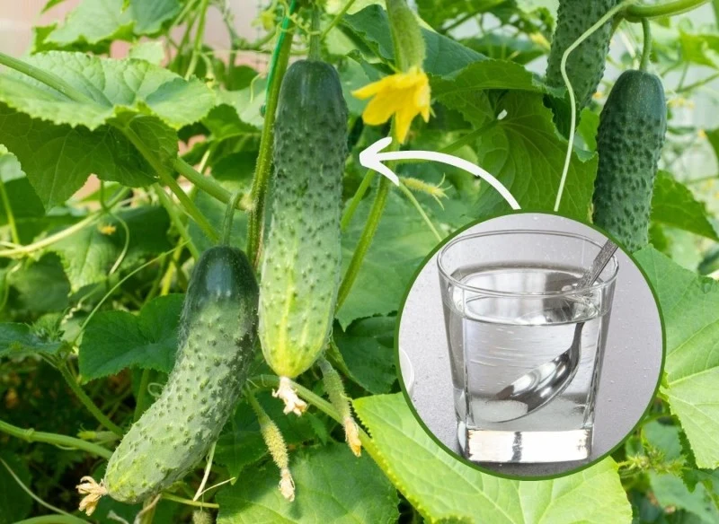 Stosowany z umiarem cukier sprawdzi się do podlewania ogórków