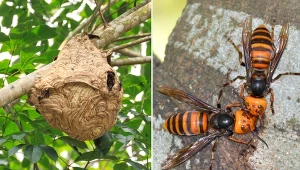 Obecność os i szerszeni w ogrodzie potrafi skutecznie zniechęcić do przebywania na zewnątrz.