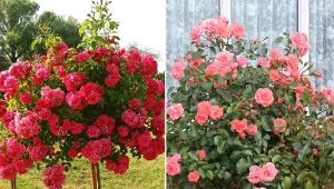 Róże szczepione na pniu to wyjątkowe rośliny ozdobne do ogrodu.