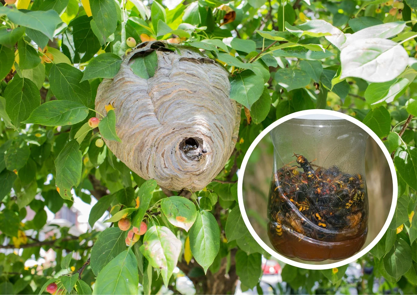 Pułapki wykorzystywane są do zwalczania os i szerszeni.