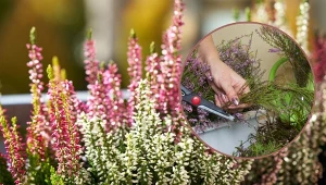 Rozmnażanie wrzosów można przeprowadzić na kilka sposobów.
