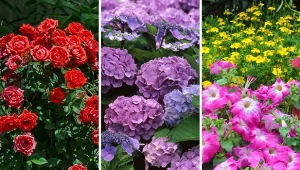 Piękny ogród pełen kwiatów to marzenie każdego ogrodnika. Poznaj 10 najdłużej kwitnących roślin w ogrodzie, które ozdobią działkę.