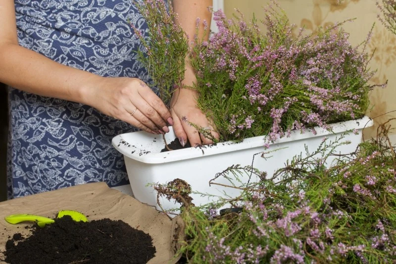 Termin rozmnażania wrzosów jest uzależniony od wybranej metody