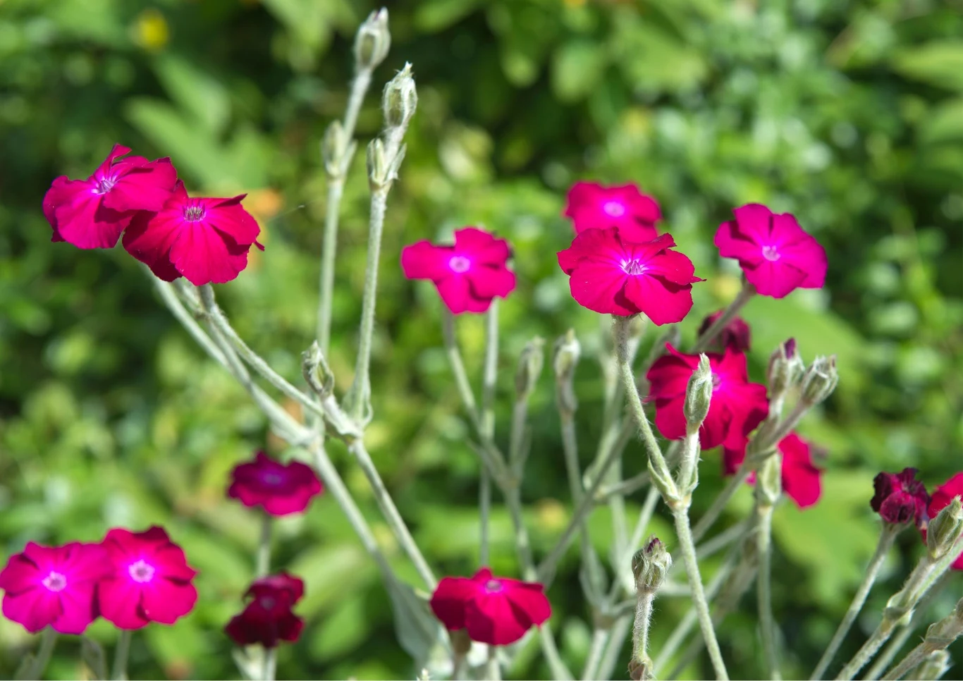 Firletka kwiecista ozdabia rabatki i skalniaki