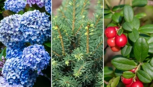 Sprawdź, jakie rośliny lubią kwaśną ziemię i jak je pielęgnować.