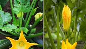 Błędy w uprawie cukinii mogą zdarzyć się każdemu. Zobacz, dlaczego roślina kwitnie, ale nie zawiązuje owoców. Przyczyn może być kilka.