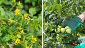 Bujne kwitnienie nie zawsze idzie w parze z obfitymi plonami. Co zrobić, kiedy pomidory mają dużo kwiatów, ale nie zawiązują owoców?