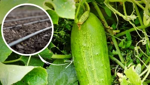 Poznaj zasady podlewania ogórków.