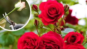 Cięcie róż chroni przed szkodnikami.
