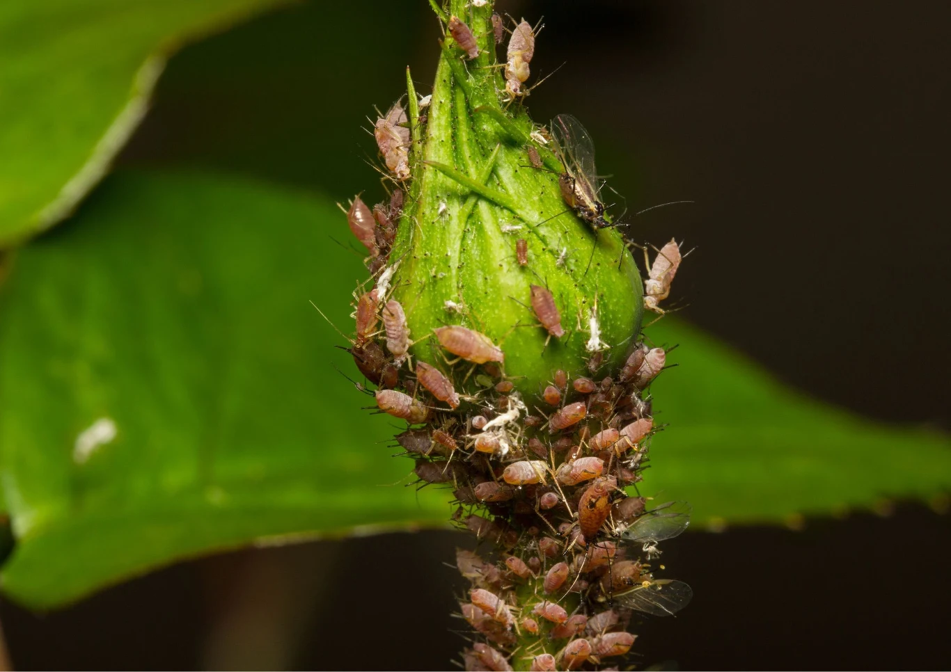 Róże mogą zostać zaatakowane przez różnych szkodników