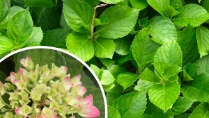 Hortensja ogrodowa wyróżnia się kwiatostanami o dużych, mięsistych płatkach. Zmieniając pH ziemi, możemy wpłynąć na ich kolor. Co zrobić, gdy hortensja ogrodowa nie kwitnie?