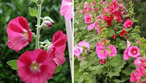 Malwa kwitnie od czerwca aż do pierwszych przymrozków w październiku.