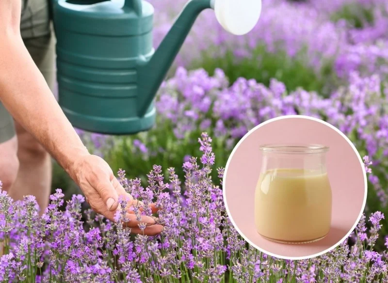 Uprawa lawendy cieszy się dużą popularnością