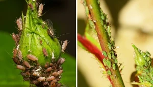 Zapobieganie szkodliwemu działaniu mszyc zaczyna się już w momencie zakupu róż.