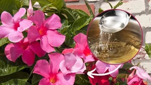 Aby pobudzić mandevillę do kwitnienia, przygotuj naturalną odżywkę. Kwiatów będzie bez liku.