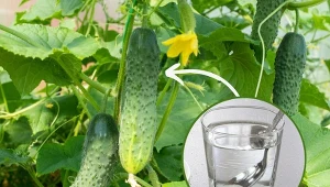 Stosowany z umiarem cukier sprawdzi się do podlewania ogórków.