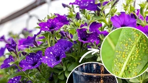 Surfinie i petunie zostają zaatakowane przez setki małych, białych muszek niszczących i deformujących roślinę.