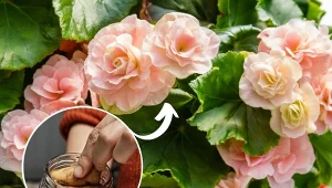 Poznaj przepis na domowy zasilacz do begonii, dzięki któremu roślina będzie uginać się od kwiatów.