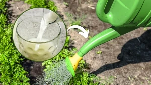 Serwatka jest niezwykle zdrowa. Warto ją nie tylko spożywać, ale także stosować w ogrodzie.