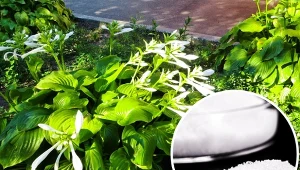 Funkie (hosty) nie są wymagającymi roślinami. Gdy odpowiednio o nie zadbasz, pięknie się rozrosną.