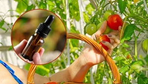 Sprawdź, jak przygotować odżywkę na zdrowe i soczyste pomidory.