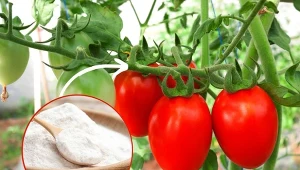 Podpowiadamy, jak stosować octan wapnia na pomidory.