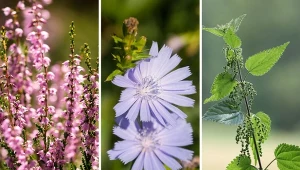 Czym są rośliny wskaźnikowe? Te gatunki wskaźnikowe ustalą odczyn pH gleby.
