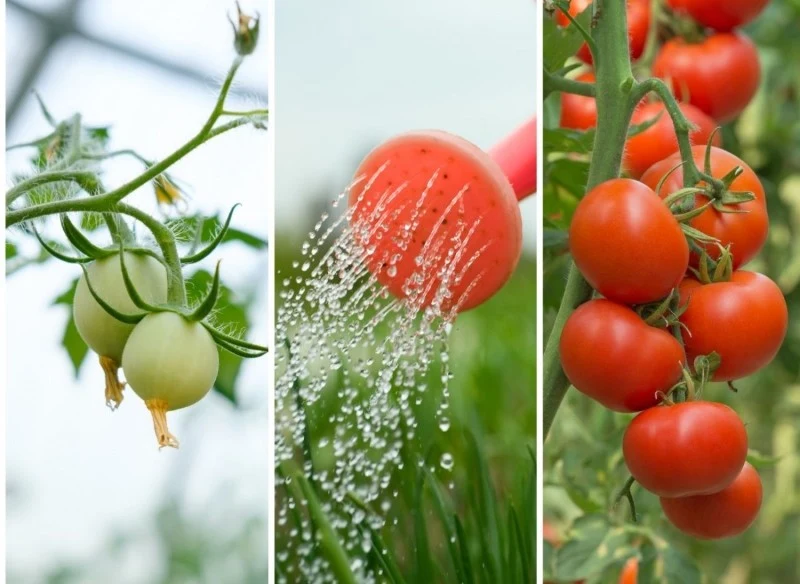Pomidory potrzebują odpowiedniego nawodnienia, by wydać obfity plon