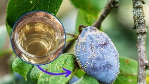 Przyczyn gnicia śliwek na drzewie może być kilka,