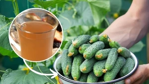 Podlewaj ogórki tą naturalną odżywką, a plony będą obfite i dorodne.