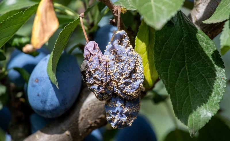 Najczęstszą przyczyną gnicia śliwek na drzewie jest brunatna zgnilizna drzew pestkowych