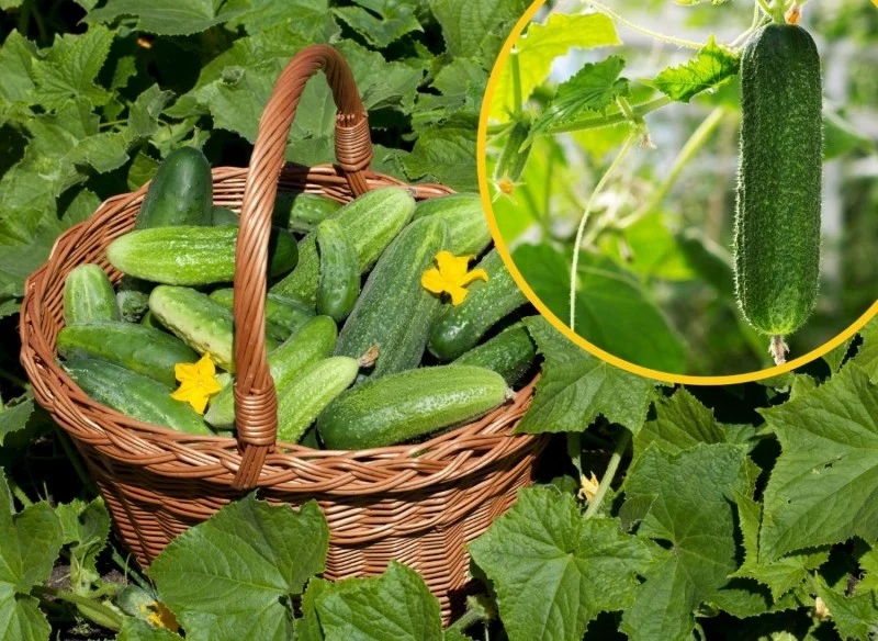 Ogórki gruntowe wymagają odpowiedniego podlewania i nawożenia, by wydać obfity plon