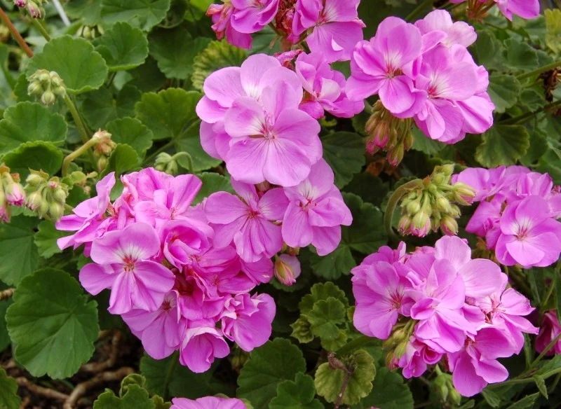 Do obfitego kwitnienia pelargonie wymagają nawożenia