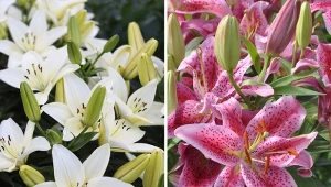 Poznaj najważniejsza zasady pielęgnacji lilii w ogrodzie oraz dowiedz się, dlaczego nie chcą kwitnąć, a ich liście czasem żółkną i usychają.