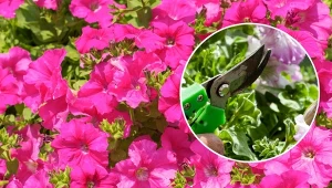 Supertunia Vista to krzyżówka odmian petunii, która jest hitem balkonów i ogrodów.