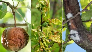 Drzewa owocowe mogą paść ofiarą różnych chorób i szkodników.