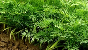 Koper ogrodowy wyróżnia się swoim zapachem, smakiem i właściwościami zdrowotnymi. Jak siać koper, by szybko rósł i przyniósł obfity plon?/